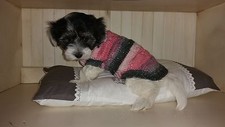 Hundepullover hundepulli welpe gebraucht kaufen  Bad Sachsa