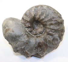 Ceratit ceratites nodosus gebraucht kaufen  Weeze