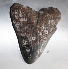 Megalodon fossiler hai gebraucht kaufen  Deutschland