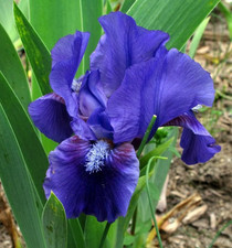 Dwarf bearded iris for sale  BRISTOL