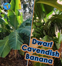 Dwarf cavendish banana for sale  Winter Park