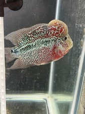 Classic kamfa female for sale  Winston Salem