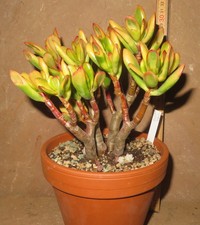 Crassula argentea hobbit gebraucht kaufen  Falkensee