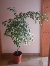 Ficus benjamin höhe gebraucht kaufen Ficus benjamin höhe gebraucht kaufen  Münchsmünster
