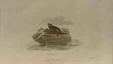 Antique print common for sale  THIRSK
