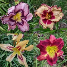Liliowiec Daylily Happy Surprice sadzonka w pojemniku  2L na sprzedaż  PL