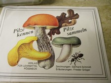 sammeln pilze gebraucht kaufen  Ammerndorf