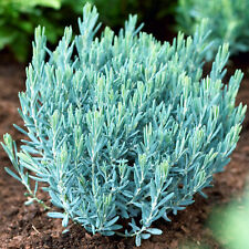 Andromeda polifolia blue for sale  UK