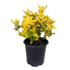 2.5 qt. golden for sale  Gloucester Point