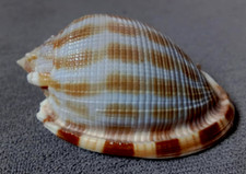 Phalium decussatum flameolum usato  Spedire a Italy
