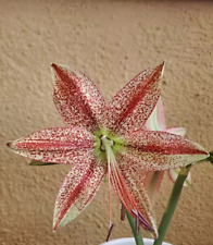 Hippeastrum apn8 pardinum usato  Bagnoregio