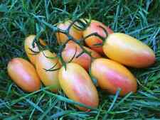 Graines tomates blush d'occasion  Revigny-sur-Ornain