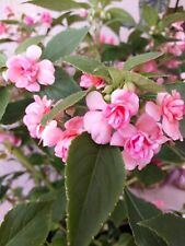 Impatiens goutte sang d'occasion  Vendôme
