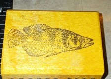 Archer fish tropical for sale  Bethesda