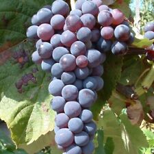 Weinrebe venus dunkelblau gebraucht kaufen  Detmold