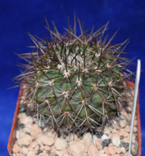 Copiapoa serpentisculata roots for sale  MILTON KEYNES