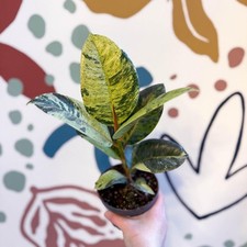 Ficus elastica shivereana for sale  BRISTOL