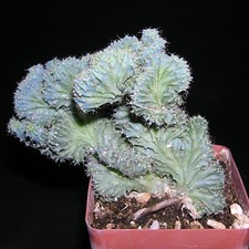 Myrtillocactus geometrizans cr for sale  Tucson