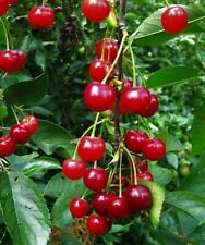 Montmorency sour cherry for sale  Baltimore