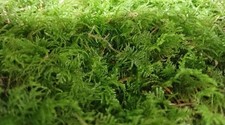 Live feather moss for sale  COVENTRY