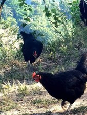 Uova fecondate miste usato  Ariano Irpino