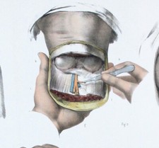 1866 anatomia umana usato  Urbino