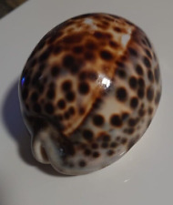 Meeresmuschel puerto galera gebraucht kaufen Meeresmuschel puerto galera gebraucht kaufen  Velbert