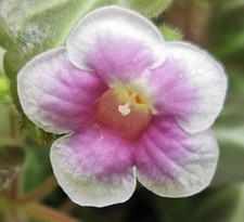 Gloxiniella lindeniana rhizom gebraucht kaufen  Erfurt