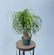 Live ponytail palm for sale  Lake Worth