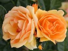 Queen bee rose for sale  SPALDING