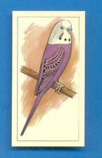 Picture aviary.budgerigar card for sale  UK