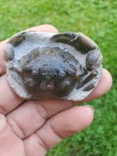 Vulgaris pulalius crab for sale  La Plata
