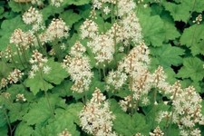 Tiarella cordifolia foam for sale Tiarella cordifolia foam for sale  WALLINGFORD