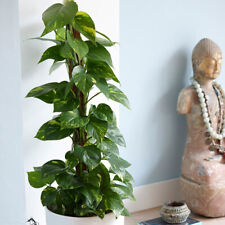 Epipremnum pinnatum aureum for sale  PETERBOROUGH