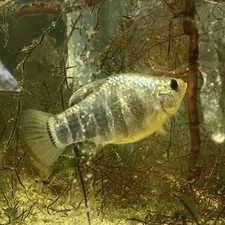 Sheepshead minnow wild for sale  Palm Bay