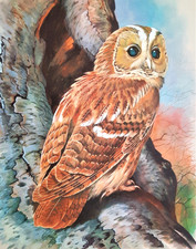 Tawny owl tree for sale  NELSON