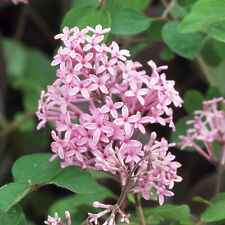 Syringa red pixie for sale  UK