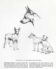 Miniature pinscher sketch for sale  Tampa