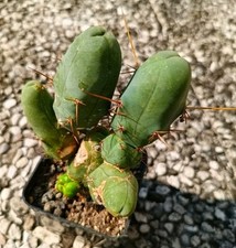 Tricocereus bridgesii penis usato  Vanzaghello