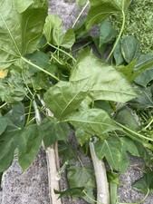 Caule Chaya 3 estacas orgânico cultivado no Havaí 6-8 polegadas espinafre maia superalimento comprar usado  Enviando para Brazil