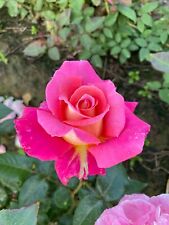 Audrey wilcox fragrant for sale  SPALDING