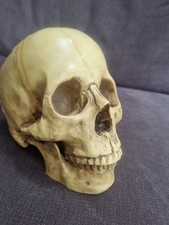 Skull ornament for sale  DERBY