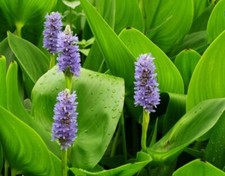 Pickerel weed for sale  Middleboro