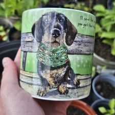 Little dog laughed for sale  HORSHAM