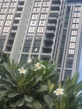Frangipani white plumeria for sale  WEMBLEY