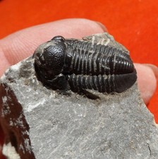 Trilobite dévonien maroc d'occasion Trilobite dévonien maroc d'occasion  Cuxac-d'Aude