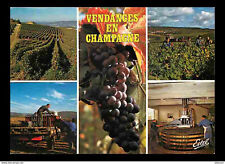 Vignes vendanges champagne d'occasion  Fruges