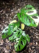 Monstera adansonii archipelsgo gebraucht kaufen  Bad Aibling