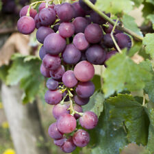 Black grape vine for sale  PETERBOROUGH