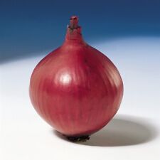 Vegetable onion red for sale  WITHAM